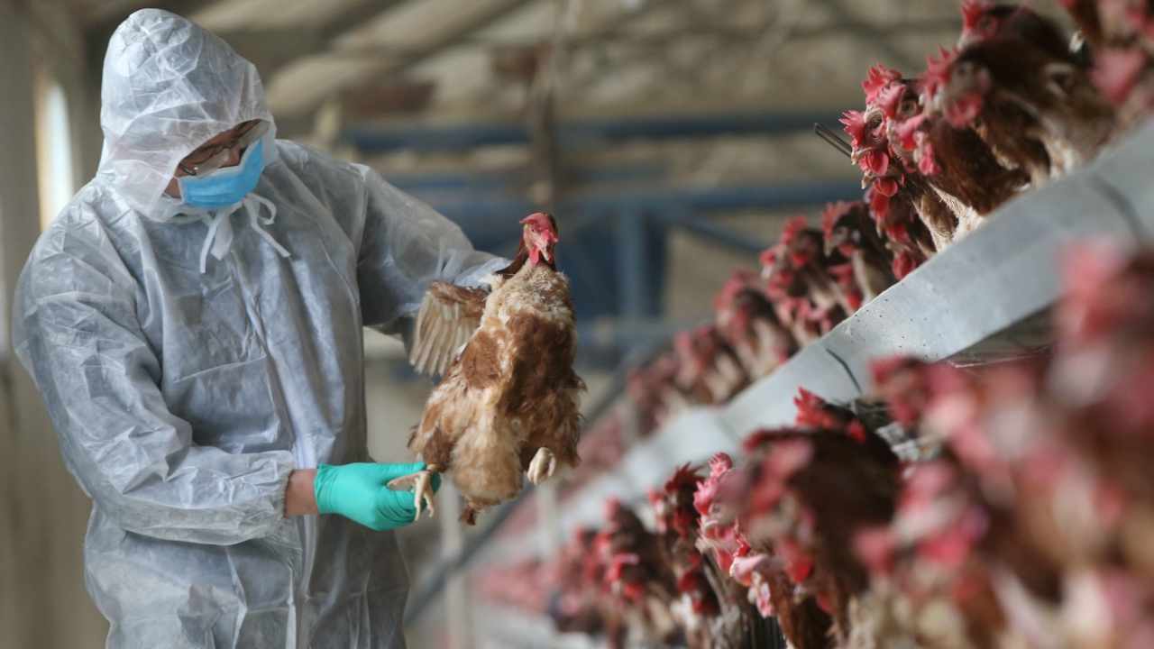 Армянская инспекция по безопасности пищевых продуктов запретила ввоз мяса птицы из южных российских провинций Ставрополя и Краснодара
