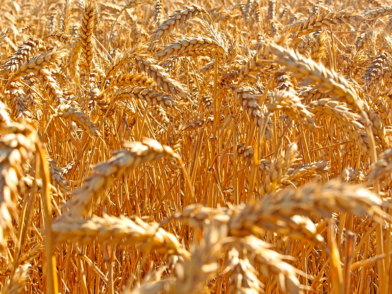 Туркменистан сократит площадь земель под пшеницу в 2020 году