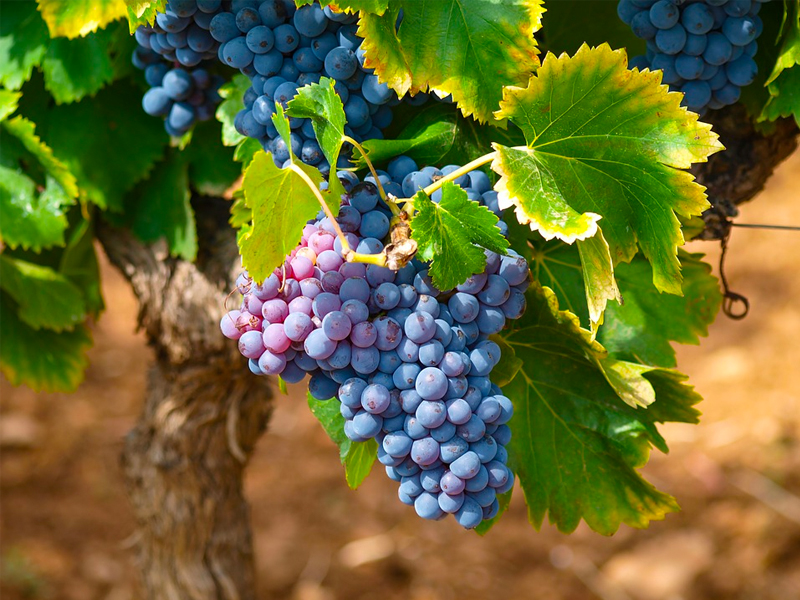 В Узбекистане виноградники увеличатся на треть