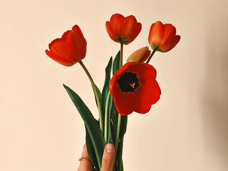 Почему красные тюльпаны стали символом солидарности в Грузии?