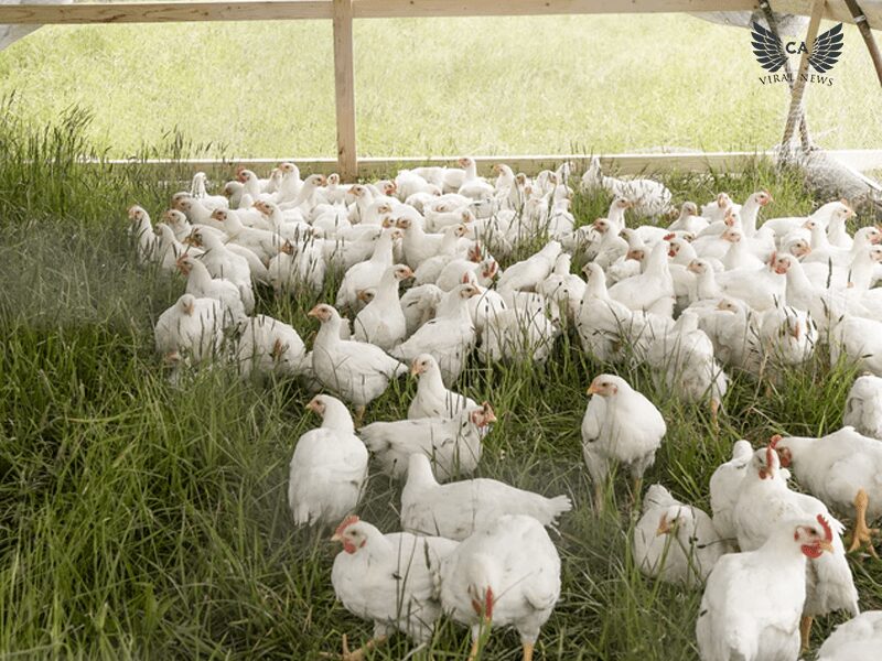 Казахстанская птицефабрика становится крупнейшим предприятием по производству курятины в Центральной Азии