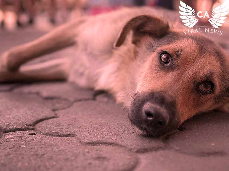 Жители Таджикистана жестко отреагировали в социальных сетях на убийство бездомных собак