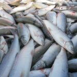 Министерство экологии опровергло слухи о сокращения производства рыбы