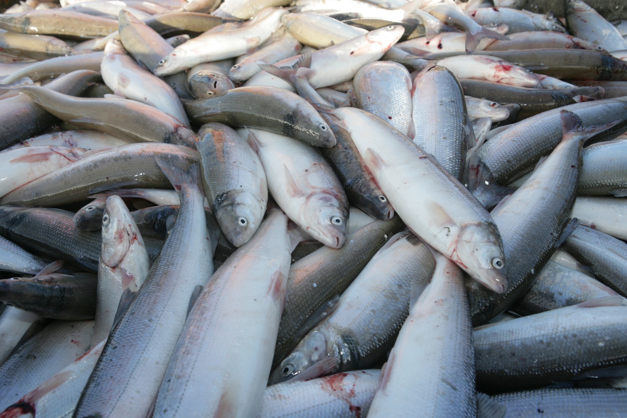 Министерство экологии опровергло слухи о сокращения производства рыбы