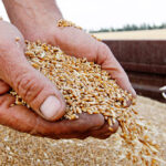 Как рост мировых цен на пшеницу повлиял на экономику Азербайджана?