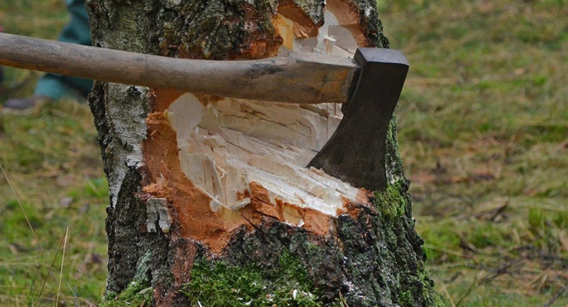 Более 1300 деревьев уничтожено в одном жилом районе Ашхабада