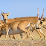 Будет ли разрешена охота на сайгака в Казахастене