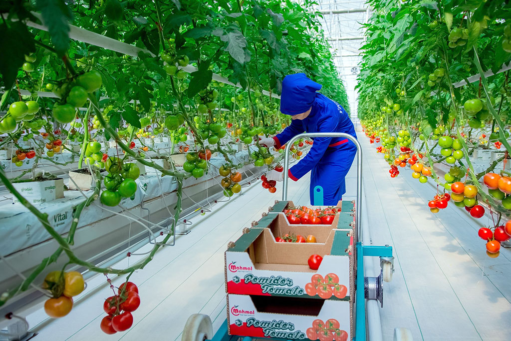Власти Туркменистана работают над увеличением экспорта овощей в Россию