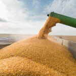 «У нас есть резерв для себя». В Казахстане рассказали, почему ограничили экспорт пшеницы