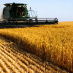 На Балканах пшенице не хватает воды. Губернатор отчитывается перед президентом