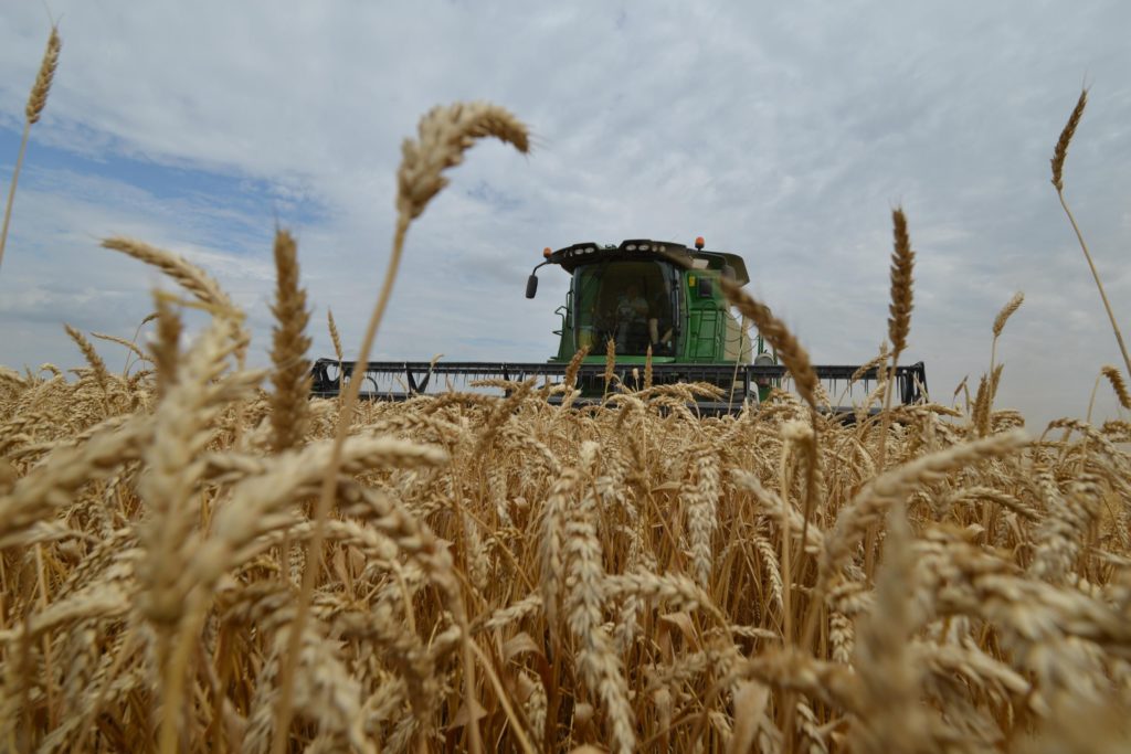 Фермеры говорят, что зерно еще не полностью созрело в преддверии уборки пшеницы