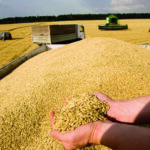 Достаточно ли в Таджикистане муки и пшеницы? Власти заявили, что это «государственная тайна»