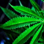 В Кызылординском области обнаружена плантация марихуаны