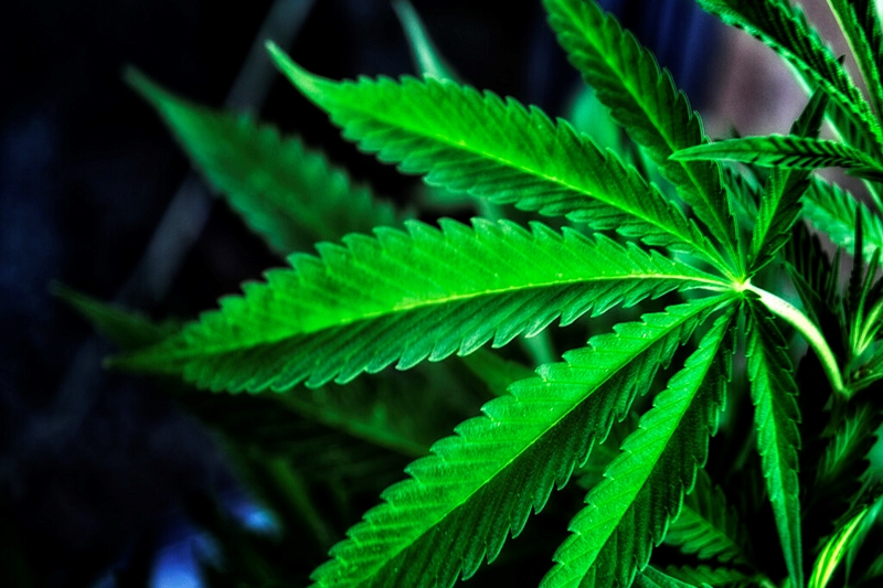В Кызылординском области обнаружена плантация марихуаны
