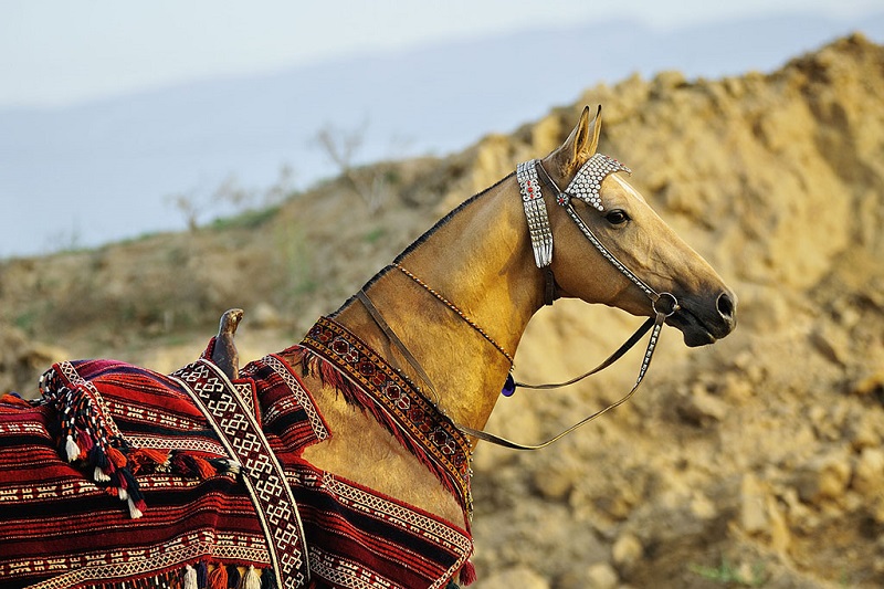 v irane proshyol festival turkmenskoj loshadi