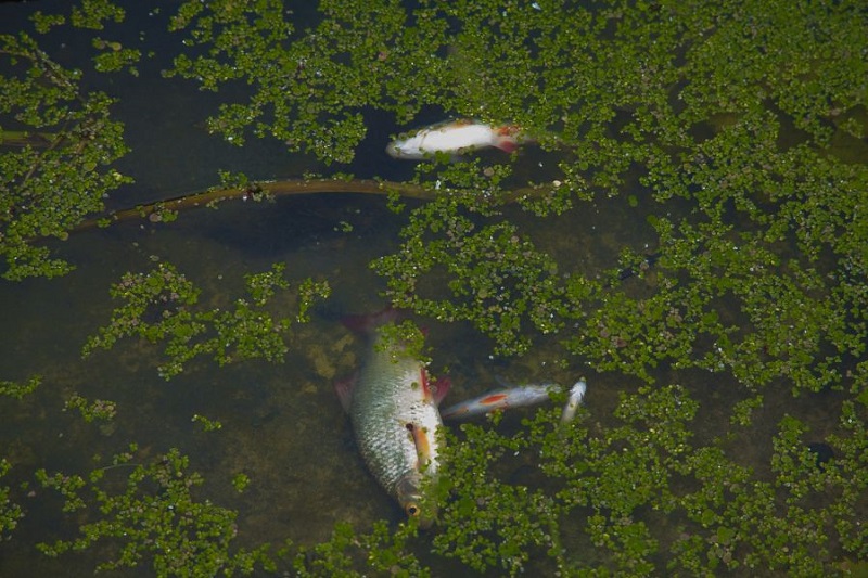 Массовая гибель рыбы на водохранилище в Казахстане