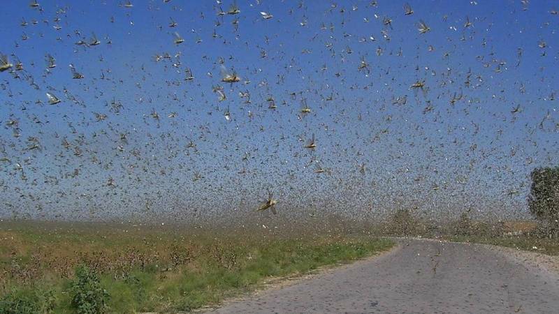 v tadzhikistane okolo 62 tysyach ga selhozzemel podverglis nashestviyu saranchi