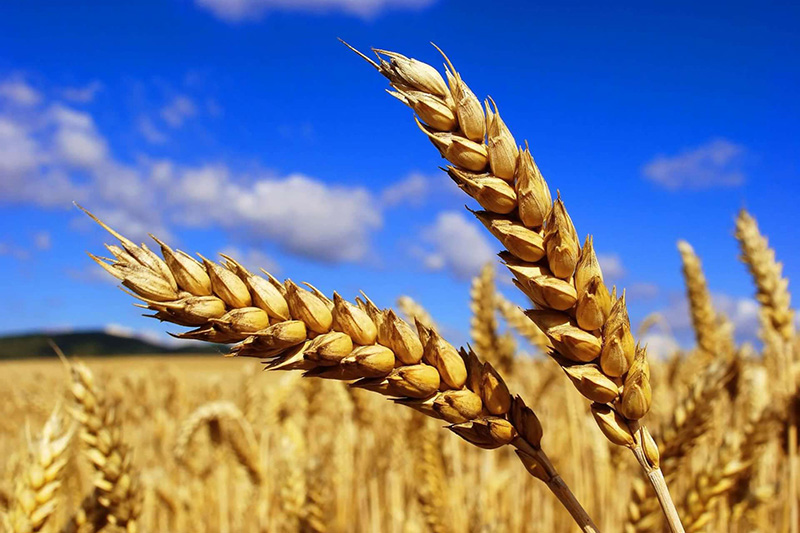 Пшеница и хлопок выросли с 800 до 2 000 манатов за тонну в Туркменистане