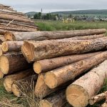 eksport-lesa-iz-kazahstana-vyzval-skandal-v-polshe