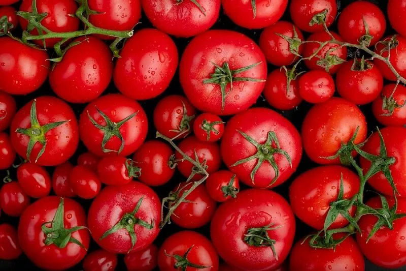 Россельхознадзор вновь обнаружил вредителей в помидорах из Туркменистана