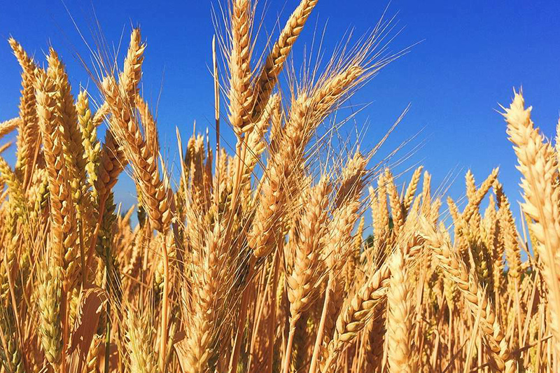 Власти Казахстана продлили еще на полгода запрет на ввоз пшеницы