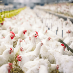 В Узбекистане создадут новое птицеводческое производство совместно с Avee Broilers