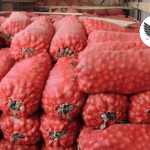 Импорт картофеля в Кыргызстан не повлиял на местных фермеров