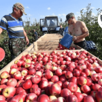 Киргизия расширит экспорт сельхозпродукции в страны тюркского мира