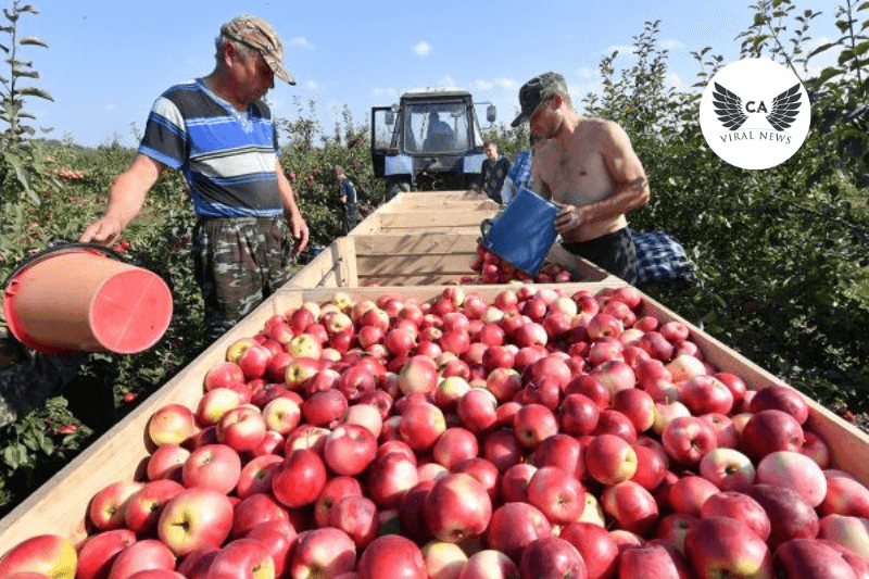 Киргизия расширит экспорт сельхозпродукции в страны тюркского мира