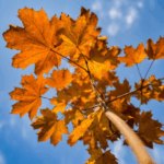 Прогноз погоды Кыргызстан на 7 дней тепло до конца недели