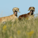 Как проходит улучшение породы казахских тазы в 2025 году