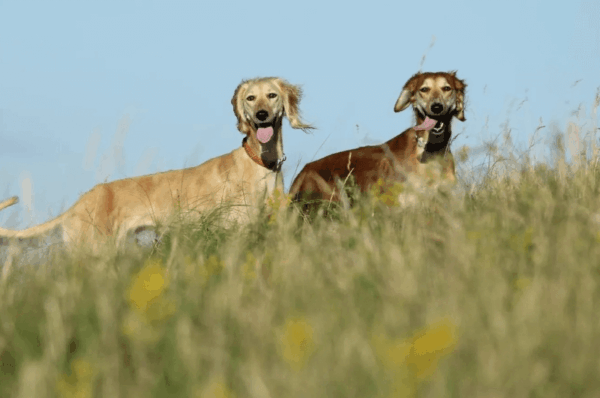 Как проходит улучшение породы казахских тазы в 2025 году
