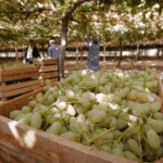 Производство фруктов Таджикистан рост на 14,8% в 2025