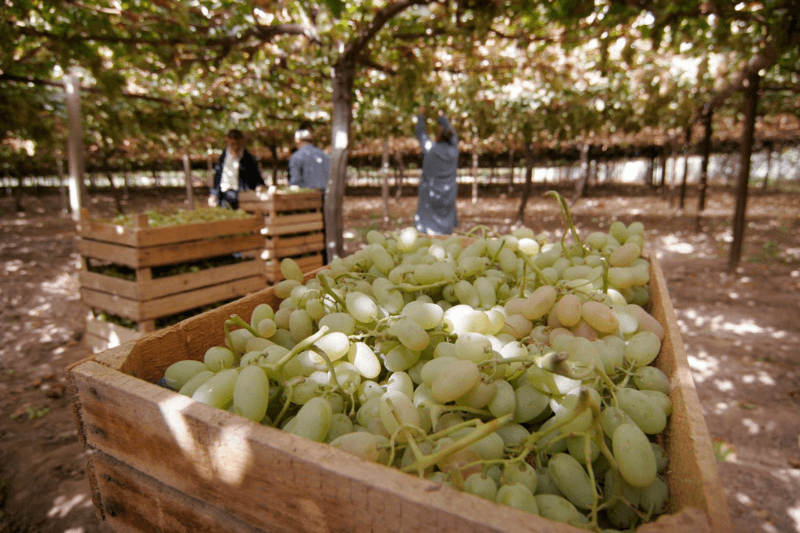 Производство фруктов Таджикистан рост на 14,8% в 2025