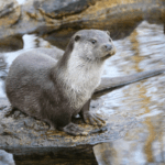 Среднеазиатская выдра в Кыргызстане первое появление за 10 лет