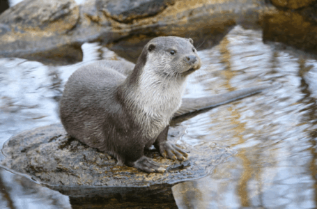 Среднеазиатская выдра в Кыргызстане первое появление за 10 лет