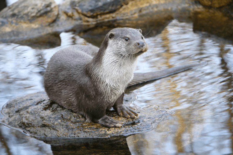 Среднеазиатская выдра в Кыргызстане первое появление за 10 лет