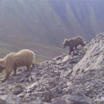 Популяция бурого медведя в Кыргызстане выросла в 2025 году