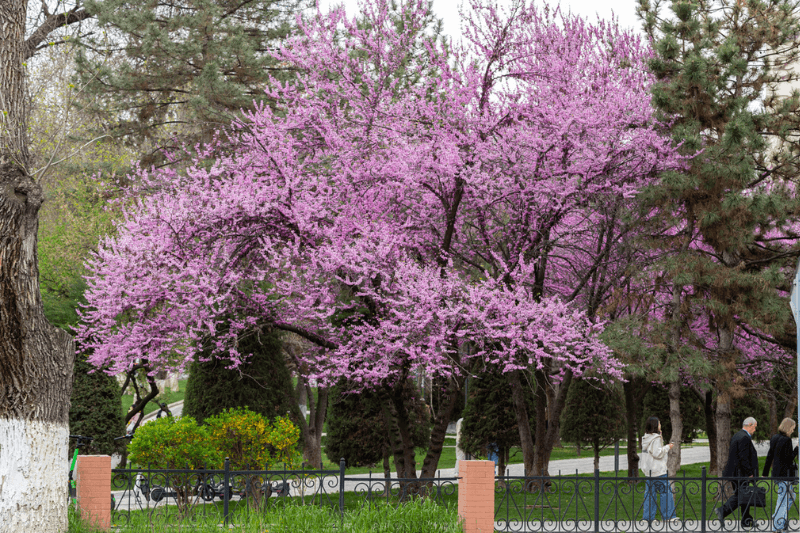 15 изменений в законодательстве Узбекистана с 1 марта