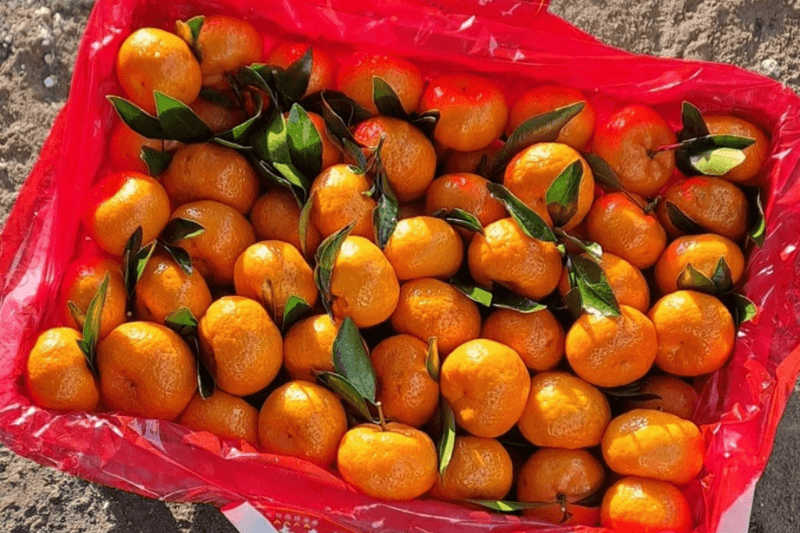 Узбекистан ввел запрет ввоза мандаринов из Китая в 2026 году