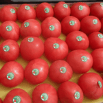 20-й случай южноамериканская томатная моль в томатах