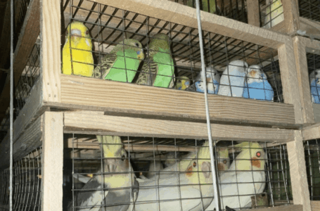 580 попугаев из Киргизии прибыли в Красноярск