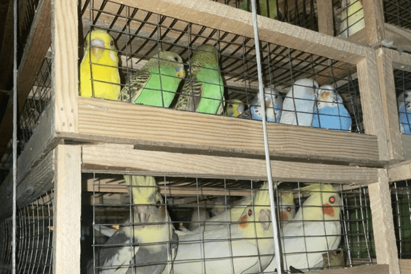 580 попугаев из Киргизии прибыли в Красноярск