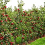 7 рекомендаций по высадке деревьев в Туркменистане