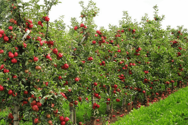 7 рекомендаций по высадке деревьев в Туркменистане