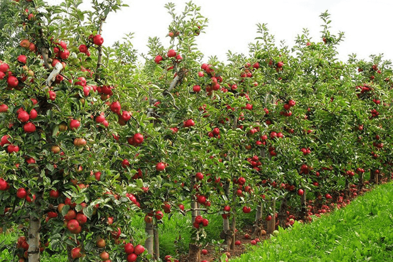 7 рекомендаций по высадке деревьев в Туркменистане