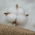 Экспорт хлопка Азербайджана вырос на 44,5% в 2026