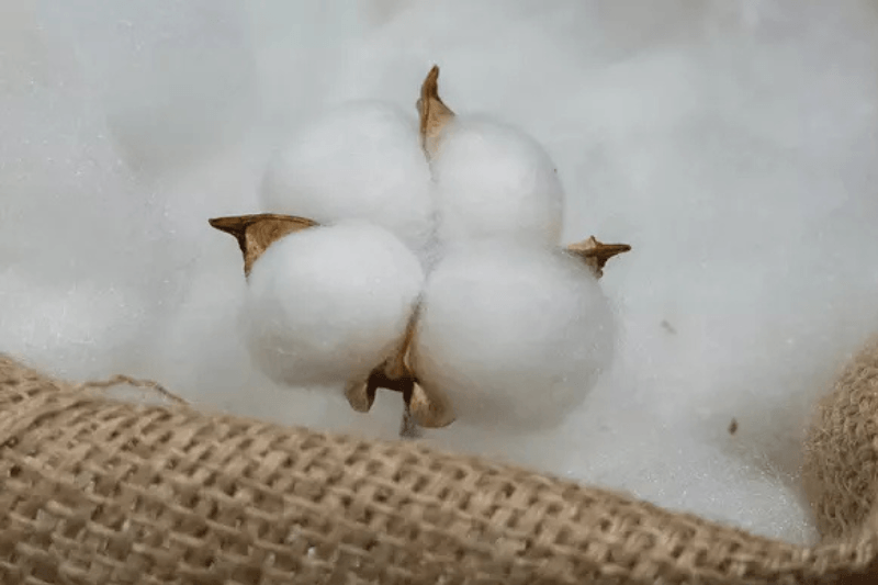 Экспорт хлопка Азербайджана вырос на 44,5% в 2026