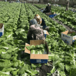 Экспорт пекинской капусты из Кыргызстана 45 тонн в РФ