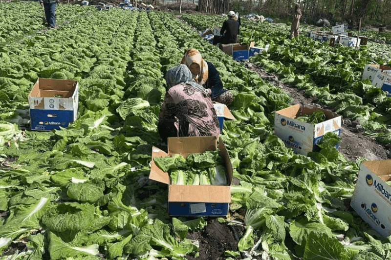 Экспорт пекинской капусты из Кыргызстана 45 тонн в РФ